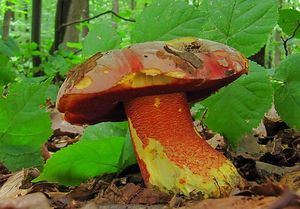 Klikni pro velký obrázek