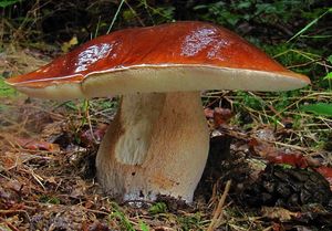 Klikni pro velký obrázek