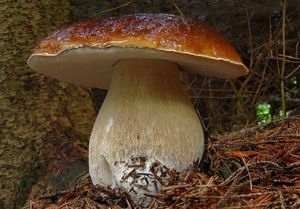 Klikni pro velký obrázek