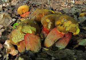 Klikni pro velký obrázek