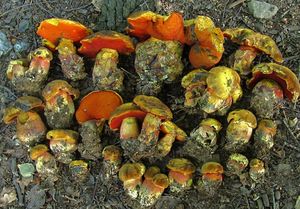 Klikni pro velký obrázek