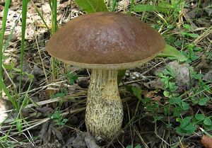 Klikni pro velký obrázek