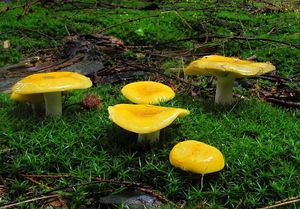 Holubinka chromová - Russula claroflava Grove 1888