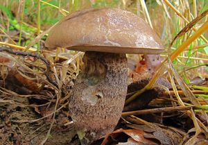 Kozák topolový - Leccinum duriusculum (Schulzer ex Kalchbr.) Singer 1947