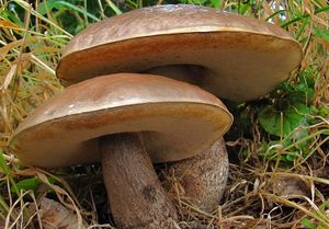 Kozák topolový - Leccinum duriusculum (Schulzer ex Kalchbr.) Singer 1947