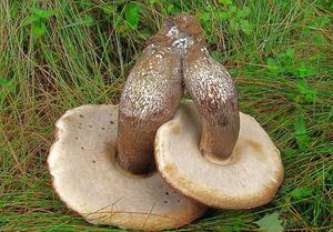 Kozák topolový - Leccinum duriusculum (Schulzer ex Kalchbr.) Singer 1947