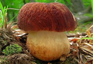 Hřib borový - Boletus pinophilus  Pilát & Dermek 1973