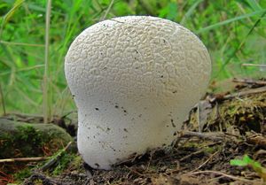 Pýchavka dlabaná - Calvatia utriformis