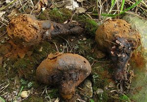 Měcháč písečný - Pisolithus arhizos (Scop.) Rauschert