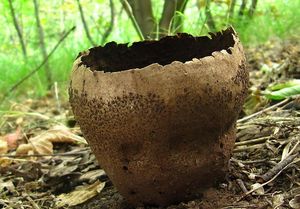 Pýchavka dlabaná - Calvatia utriformis