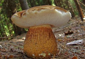 Hřib žlučník - Tylopilus felleus  (Bull.) P. Karst. 1881