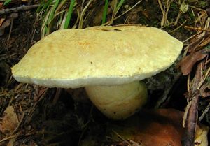 Hřib siný - Gyroporus cyanescens  (Bull.) Quél. 1886