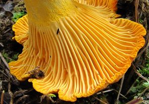 Liška obecná - Cantharellus cibarius Fr. 1821