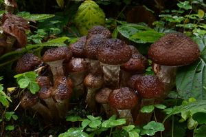 Václavka smrková - Armillaria ostoyae (H. Romagnesi) Herink.