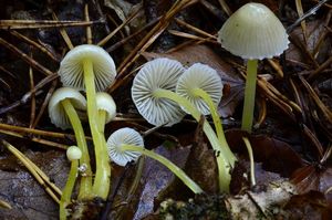 Helmovka slizká - Mycena epipterygia (Scop.) Gray 1821