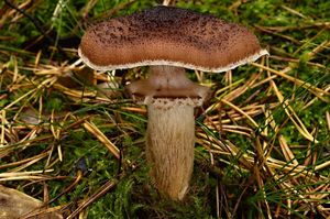 Václavka smrková - Armillaria ostoyae (H. Romagnesi) Herink.