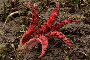 Květnatec Archerův - Clathrus archeri (Berk.) Dring 1980