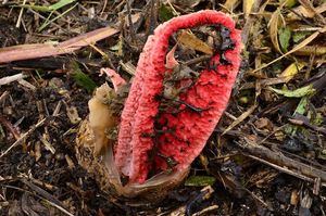 Květnatec Archerův - Clathrus archeri (Berk.) Dring 1980