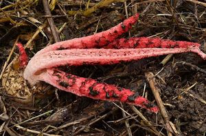 Květnatec Archerův - Clathrus archeri (Berk.) Dring 1980