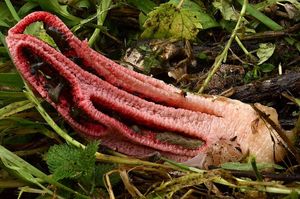 Květnatec Archerův - Clathrus archeri (Berk.) Dring 1980