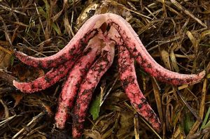 Květnatec Archerův - Clathrus archeri (Berk.) Dring 1980