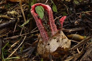 Květnatec Archerův - Clathrus archeri (Berk.) Dring 1980