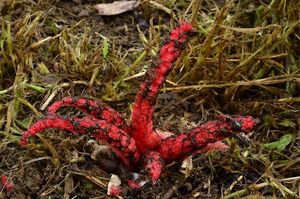 Květnatec Archerův - Clathrus archeri (Berk.) Dring 1980