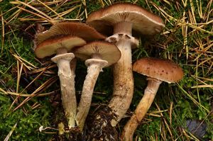 Václavka smrková - Armillaria ostoyae (H. Romagnesi) Herink.