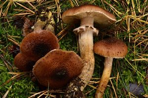 Václavka smrková - Armillaria ostoyae (H. Romagnesi) Herink.