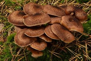 Václavka smrková - Armillaria ostoyae (H. Romagnesi) Herink.