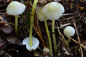 Helmovka slizká - Mycena epipterygia (Scop.) Gray 1821