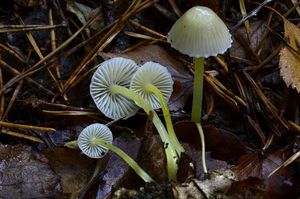 Helmovka slizká - Mycena epipterygia (Scop.) Gray 1821