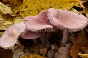 Helmovka narůžovělá - Mycena rosea Gramberg 1912