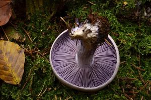 Čirůvka fialová - Lepista nuda (Bull.) Cooke 1871