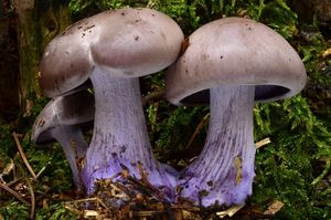Čirůvka fialová - Lepista nuda (Bull.) Cooke 1871
