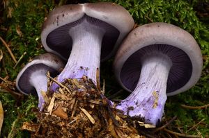 Čirůvka fialová - Lepista nuda (Bull.) Cooke 1871