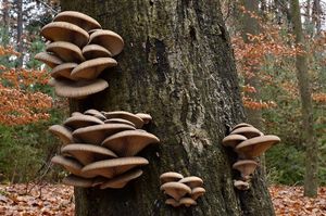 Hlíva ústřičná - Pleurotus ostreatus (Jacq.) P. Kumm. 1871