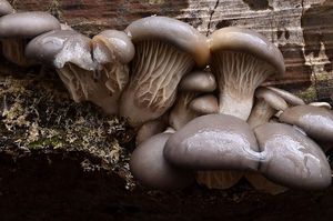 Hlíva ústřičná - Pleurotus ostreatus (Jacq.) P. Kumm. 1871
