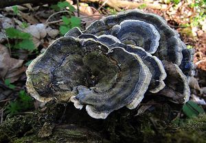 Outkovka pestrá - Trametes versicolor (L.) Lloyd 1921