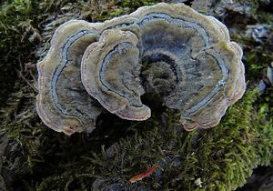 Outkovka pestrá - Trametes versicolor (L.) Lloyd 1921