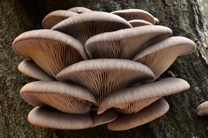 Hlíva ústřičná - Pleurotus ostreatus (Jacq.) P. Kumm. 1871
