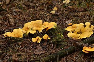 Lištička pomerančová - Hygrophoropsis aurantiaca (Wulfen) Maire 1921