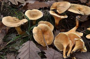 Lištička pomerančová - Hygrophoropsis aurantiaca (Wulfen) Maire 1921