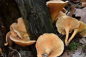 Lištička pomerančová - Hygrophoropsis aurantiaca (Wulfen) Maire 1921