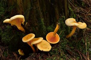 Lištička pomerančová - Hygrophoropsis aurantiaca (Wulfen) Maire 1921