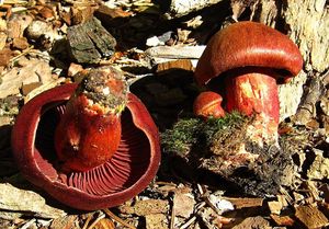 Pavučinec hnědočervený - Cortinarius phoeniceus (Bull.) M.Maire