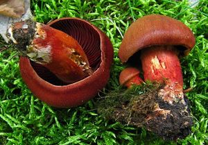 Pavučinec hnědočervený - Cortinarius purpureus (Bull.) Bidaud, Moënne-Locc. & Reumaux 1994