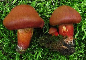 Pavučinec hnědočervený - Cortinarius phoeniceus (Bull.) M.Maire