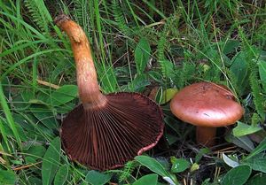 Slizák lepkavý - Chroogomphus rutilus (Schaeff.) O.K. Mill. 1964