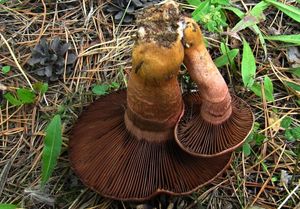 Slizák lepkavý - Chroogomphus rutilus (Schaeff.) O.K. Mill. 1964